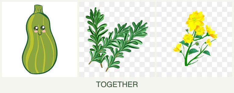 Can you plant zucchini, rosemary and calendula together?