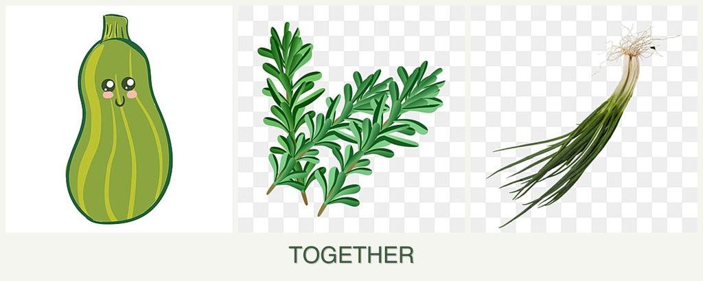 Can you plant zucchini, rosemary and chives together?
