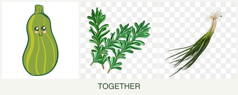 Can you plant zucchini, rosemary and chives together?