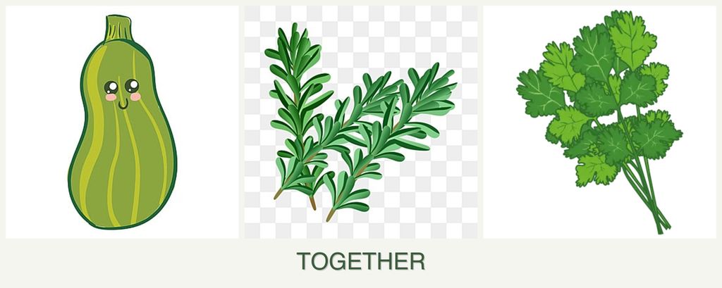 Can you plant zucchini, rosemary and cilantro together?