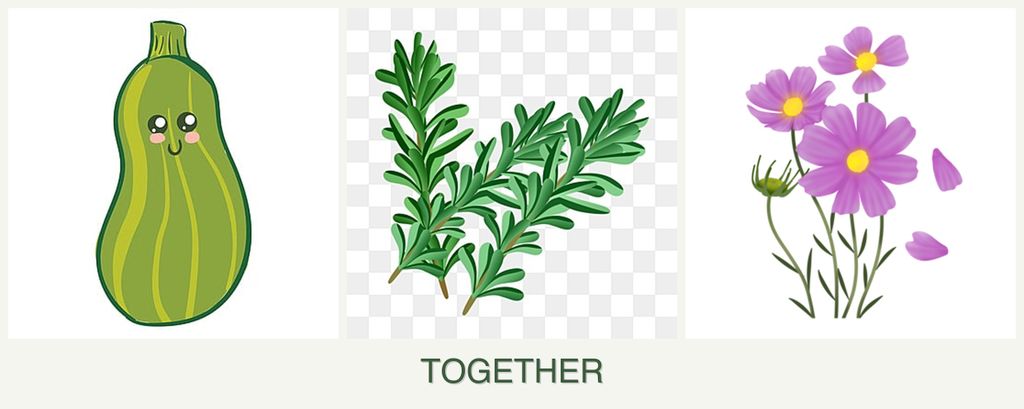 Can you plant zucchini, rosemary and cosmos together?