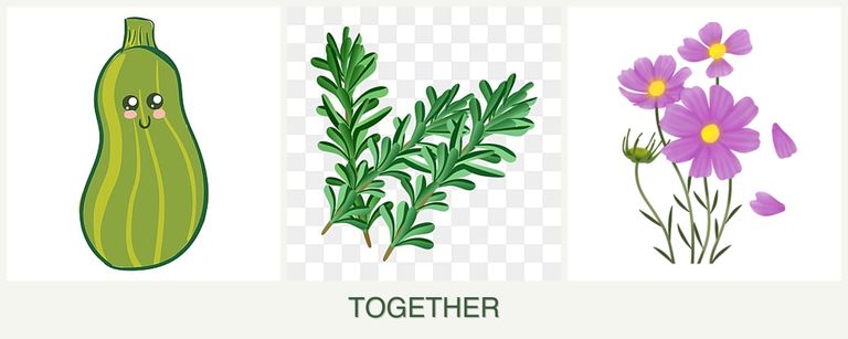 Can you plant zucchini, rosemary and cosmos together?