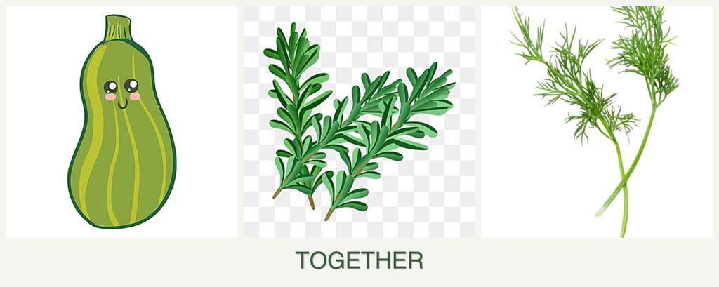 Can you plant zucchini, rosemary and dill together?