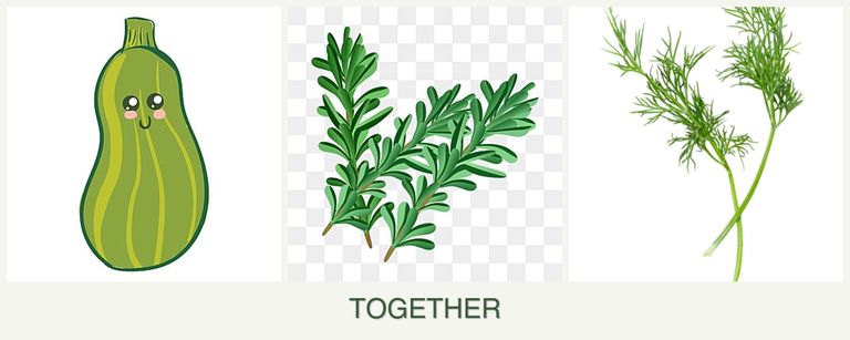 Can you plant zucchini, rosemary and dill together?