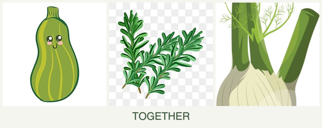 Can you plant zucchini, rosemary and fennel together?