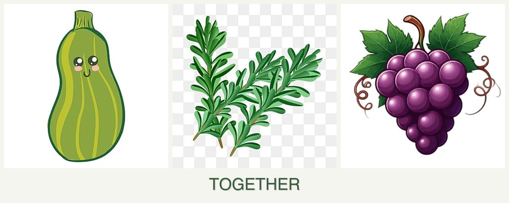 Can you plant zucchini, rosemary and grapes together?