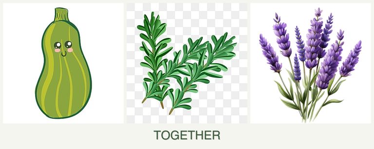 Can you plant zucchini, rosemary and lavender together?