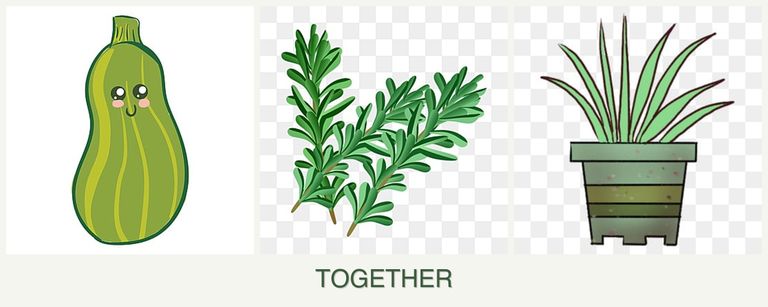 Can you plant zucchini, rosemary and lemongrass together?