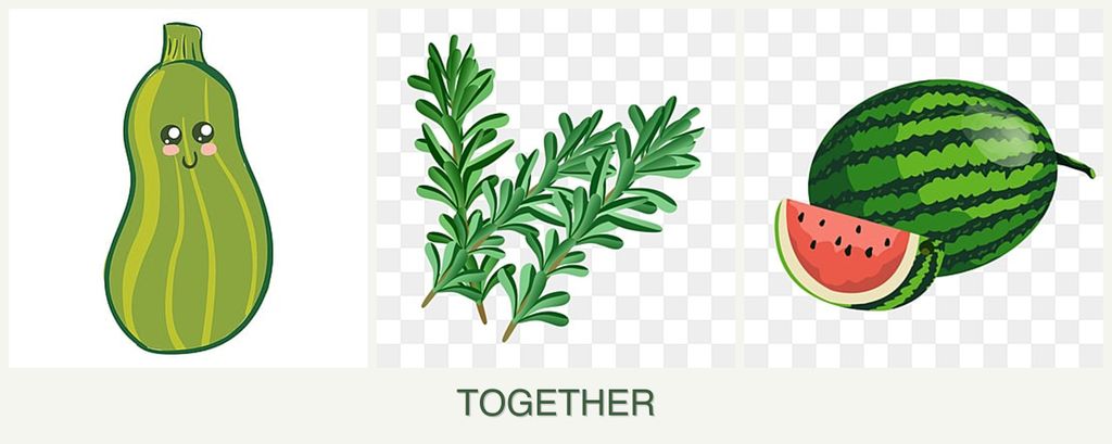 Can you plant zucchini, rosemary and melons together?