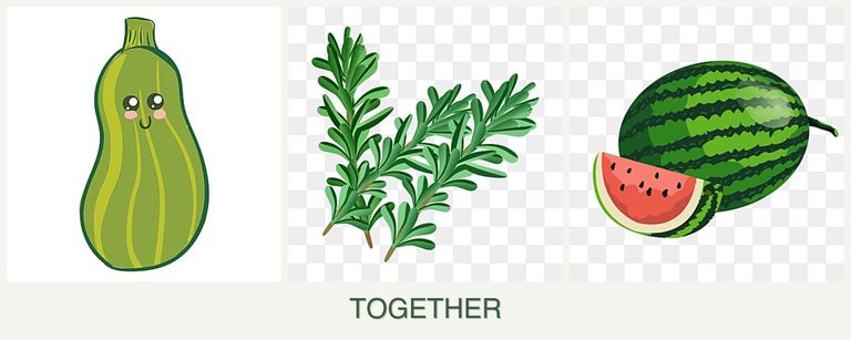 Can you plant zucchini, rosemary and melons together?