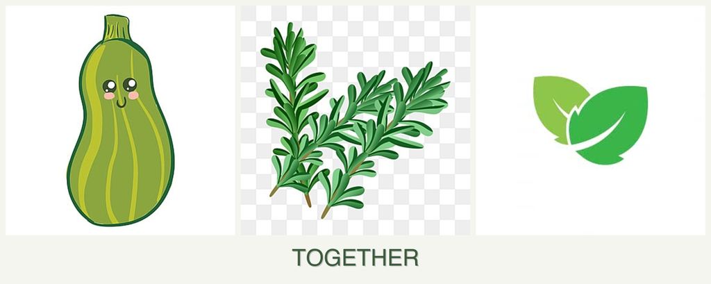 Can you plant zucchini, rosemary and mint together?