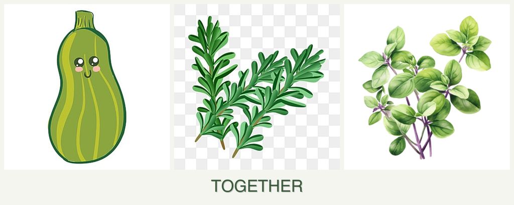 Can you plant zucchini, rosemary and oregano together?