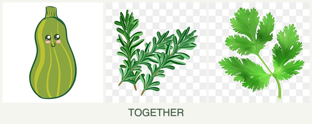 Can you plant zucchini, rosemary and parsley together?