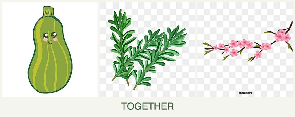 Can you plant zucchini, rosemary and peaches together?