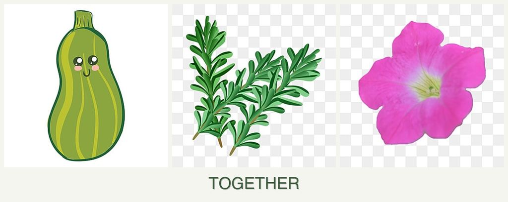 Can you plant zucchini, rosemary and petunias together?