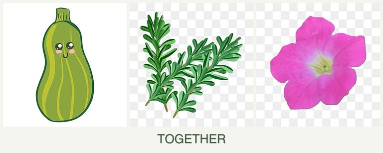 Can you plant zucchini, rosemary and petunias together?