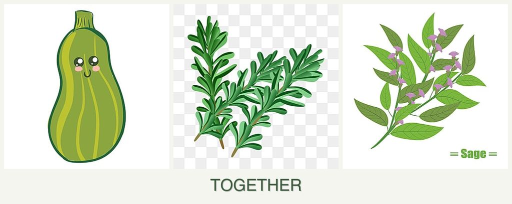 Can you plant zucchini, rosemary and sage together?