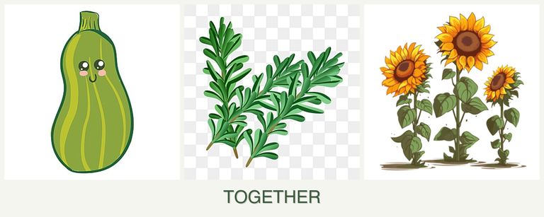 Can you plant zucchini, rosemary and sunflowers together?
