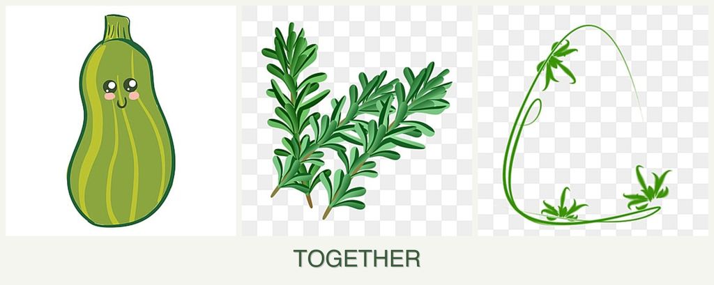 Can you plant zucchini, rosemary and tarragon together?