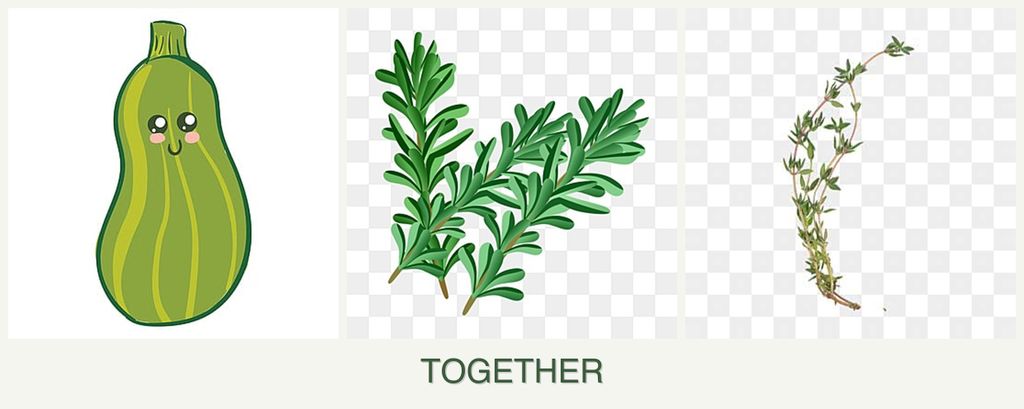 Can you plant zucchini, rosemary and thyme together?