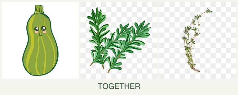 Can you plant zucchini, rosemary and thyme together?