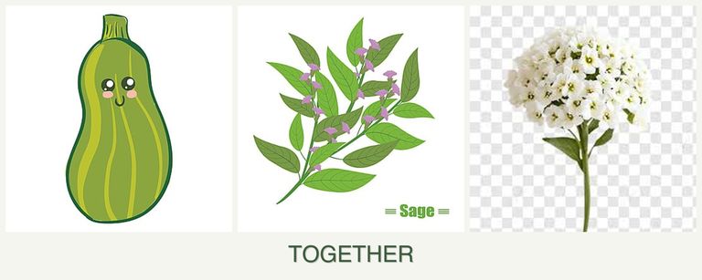 Can you plant zucchini, sage and alyssum together?
