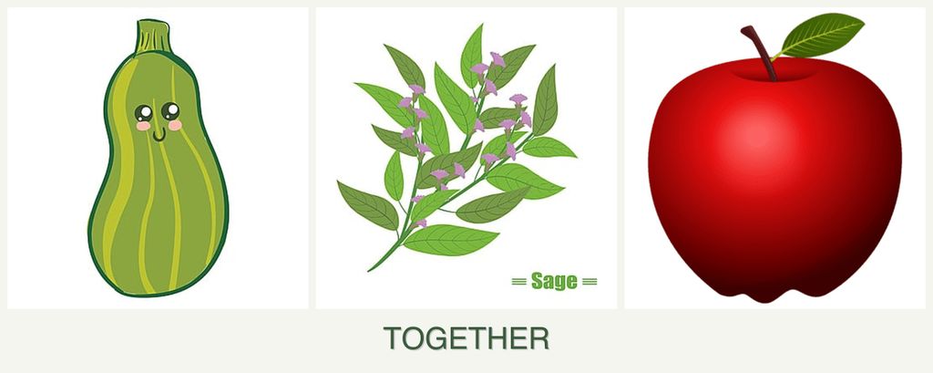 Can you plant zucchini, sage and apples together?