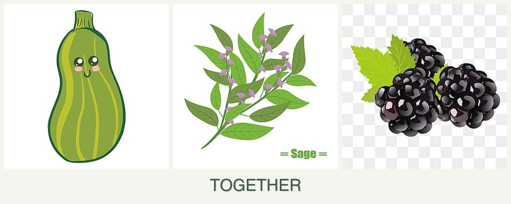 Can you plant zucchini, sage and blackberries together?