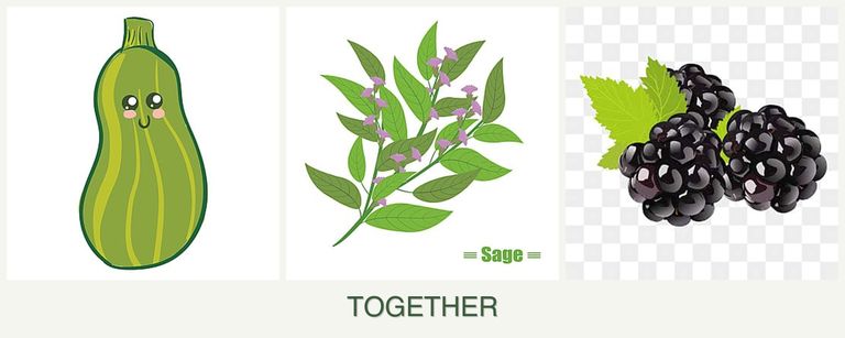Can you plant zucchini, sage and blackberries together?