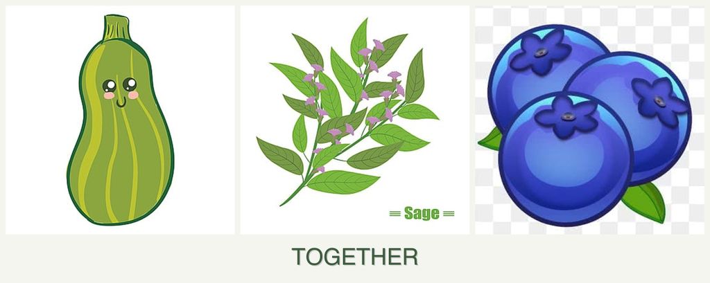 Can you plant zucchini, sage and blueberries together?