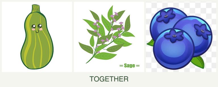 Can you plant zucchini, sage and blueberries together?