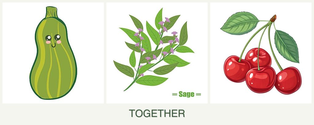 Can you plant zucchini, sage and cherries together?