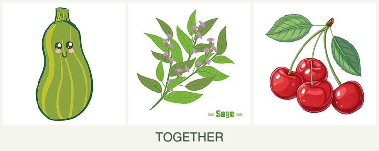 Can you plant zucchini, sage and cherries together?