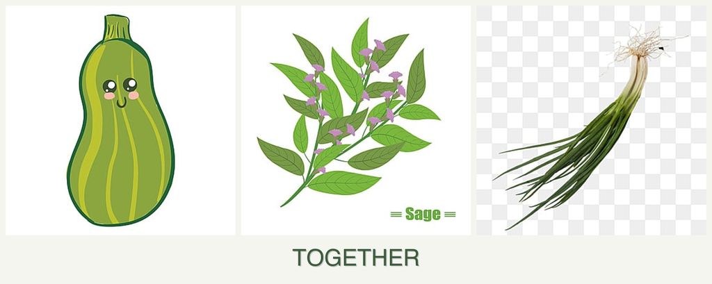 Can you plant zucchini, sage and chives together?