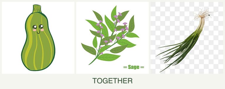 Can you plant zucchini, sage and chives together?