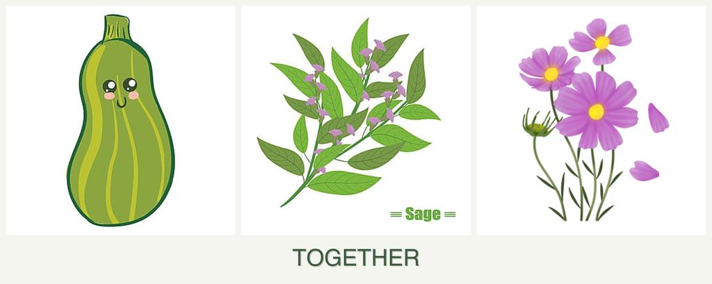 Can you plant zucchini, sage and cosmos together?