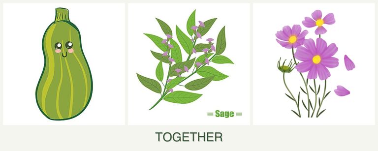 Can you plant zucchini, sage and cosmos together?