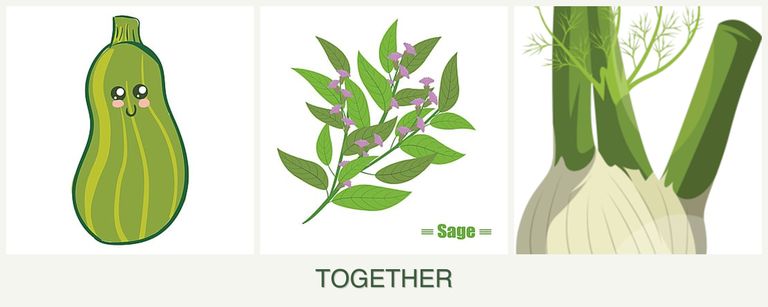 Can you plant zucchini, sage and fennel together?