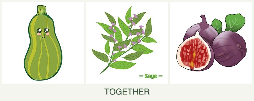 Can you plant zucchini, sage and figs together?