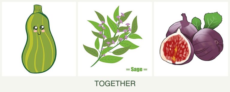 Can you plant zucchini, sage and figs together?