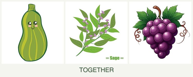 Can you plant zucchini, sage and grapes together?