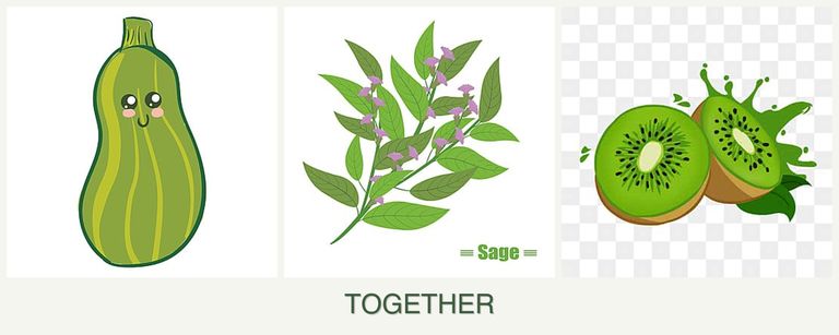 Can you plant zucchini, sage and kiwi together?