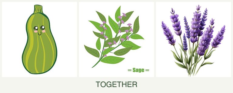 Can you plant zucchini, sage and lavender together?