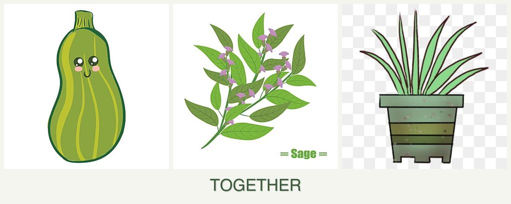 Can you plant zucchini, sage and lemongrass together?