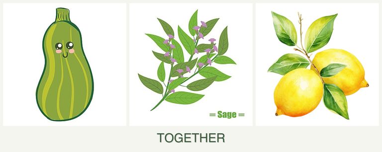 Can you plant zucchini, sage and lemons together?