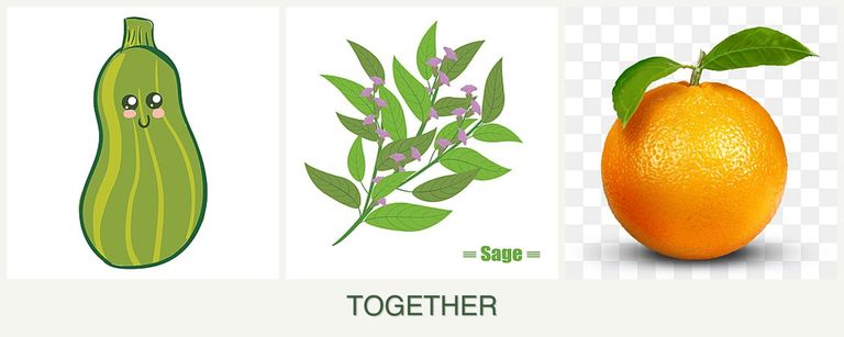 Can you plant zucchini, sage and oranges together?