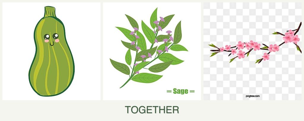 Can you plant zucchini, sage and peaches together?