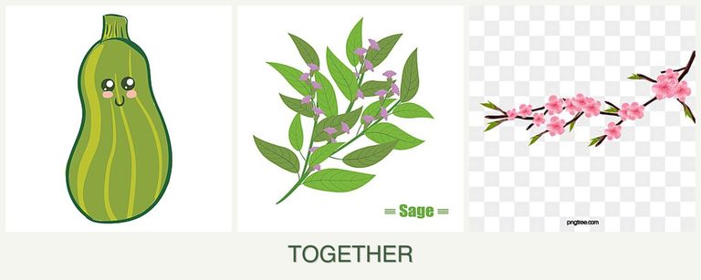 Can you plant zucchini, sage and peaches together?