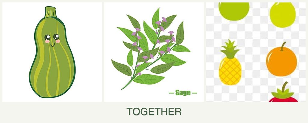 Can you plant zucchini, sage and pears together?