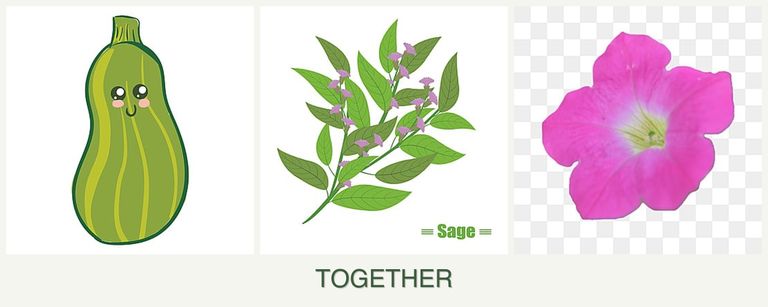 Can you plant zucchini, sage and petunias together?
